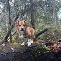 Egun, kleiner Wirbelwind mit großem Herz, Hund zur Adoption