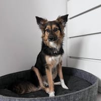 Amy  lebensfrohe junge Hündin such, Hündin zur Adoption