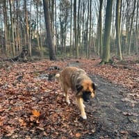 BENJI - einfühlsames ruhiges Zuhause, Hund zur Adoption