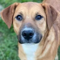 Hunter, geb. ca 02/2025, 60528 Frankfurt, Hund zur Adoption