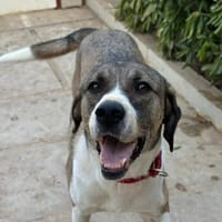 Dias aus 01097 Dresden, Hund zur Adoption