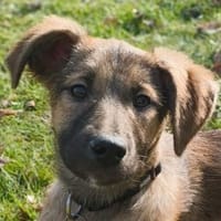 TERESA-zauberhaftes Welpen-Mädchen,38cm, Hündin zur Adoption