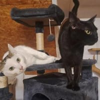 Loui und Lord, Kater zur Adoption