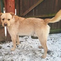 Snow, Hund zur Adoption