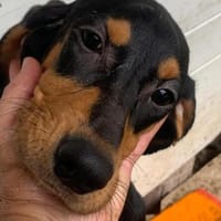 Welpen,albern,verspielt,süss, Hündin zur Adoption