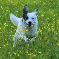 MAIK - intelligent & lernwillig........, Hund zur Adoption