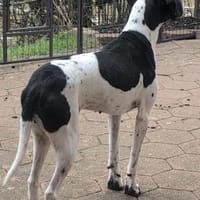 Anhängliche Smilla sucht ihren Menschen, Hündin zur Adoption