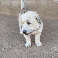 Frodo, Hund zur Adoption
