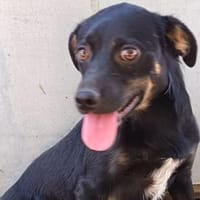 Wica möchte so gerne reisen, Hündin zur Adoption