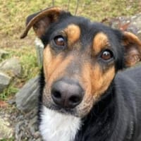 WENDY sucht ihr Glueck, Hündin zur Adoption