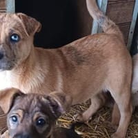 Aletta wurde im Tierheim geboren, Hündin zur Adoption