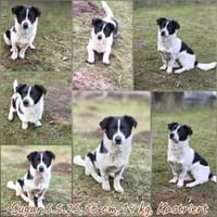 36 cm kleine Mischlingsjunghündin sucht, Hündin zur Adoption