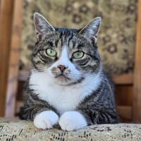 KIWI - geb. ca. 05/2021, Katze zur Adoption