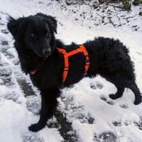 Sanfte Asia sucht liebes Zuhause, Hündin zur Adoption