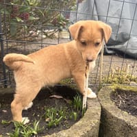 Leano ein kleines Zwergenkind, Hund zur Adoption