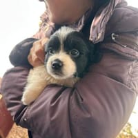 Zorro, das Jahr fängt ja gut an, Hund zur Adoption