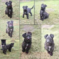 Süßer lockiger Mischlingswelpe sucht, Hund zur Adoption