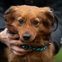 Wandro, Hund zur Adoption