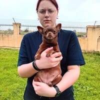 Zuckersüße Candy, Hündin zur Adoption