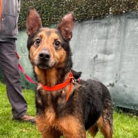 NINA, chienne à adopter