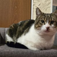 Gribouille [FIV+], chat à adopter