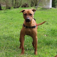 BUDDY, chien à adopter