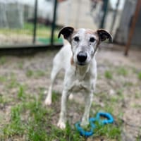LALIE, chienne à adopter