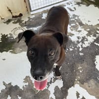 LAMBI, chien à adopter