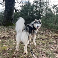 ASTON, chien à adopter