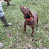 COOKY PAA24104, chien à adopter