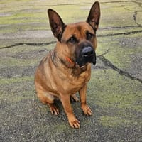 SCOUBIDOU, chien à adopter