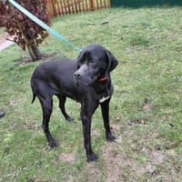 KHALI PAA24103, chienne à adopter