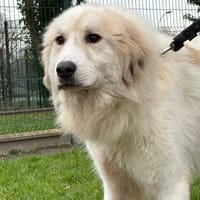 BENJI, chien à adopter