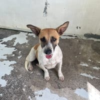 COQUILLAGE, chienne à adopter