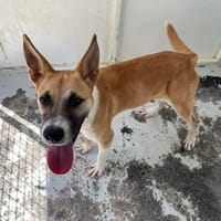 SAHARA, chienne à adopter