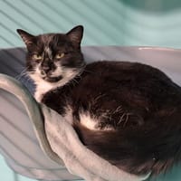 TESS, chatte à adopter