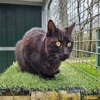 THEO (réservé), chat à adopter