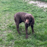 STUP PAA24109, chienne à adopter