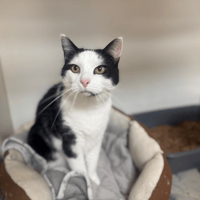 GUIZMO A17328, chat à adopter