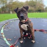 RAYKO, chien à adopter