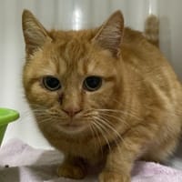 ROCCIO, chatte à adopter