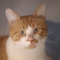 Attila, chat à adopter