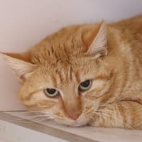titi, chat à adopter