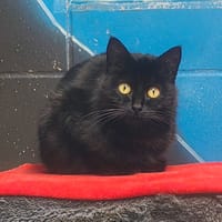 Belinda, chatte à adopter