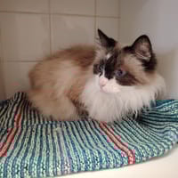 HOMER, chat à adopter