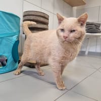 MARLO, chat à adopter