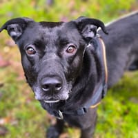 CAIMEN, chien à adopter