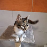 VIOLETTE, chatte à adopter