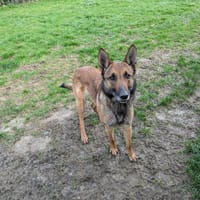 SAYA, chienne à adopter