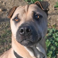 Hector, chien à adopter